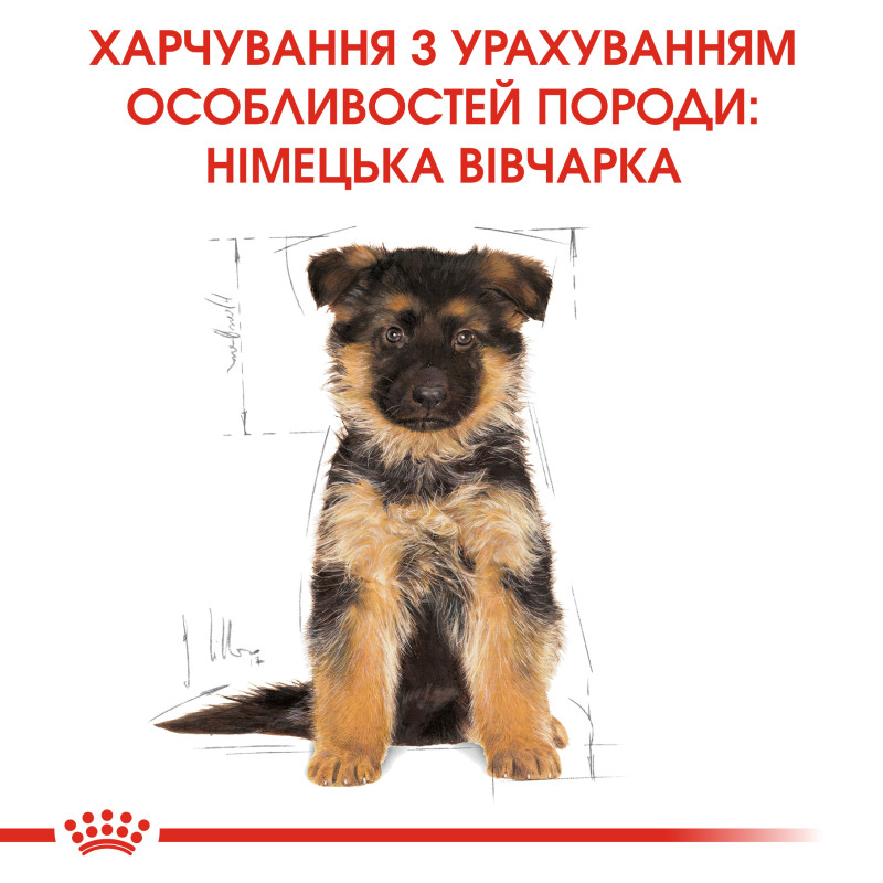 Сухой корм для щенков ROYAL CANIN GERMAN SHEPHERD PUPPY породы Немецкая овчарка, 12 кг