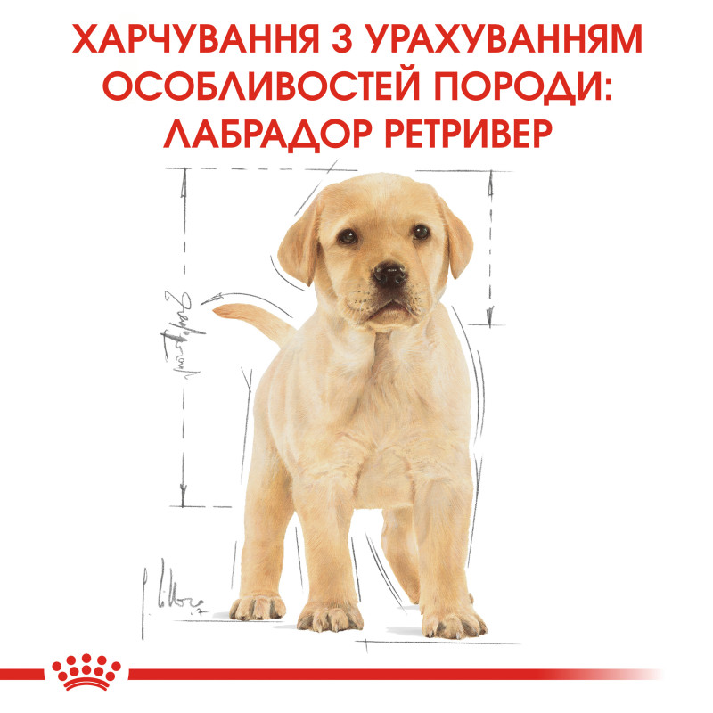 Сухой корм для щенков ROYAL CANIN LABRADOR PUPPY породы Лабрадор-ретривер, 3 кг