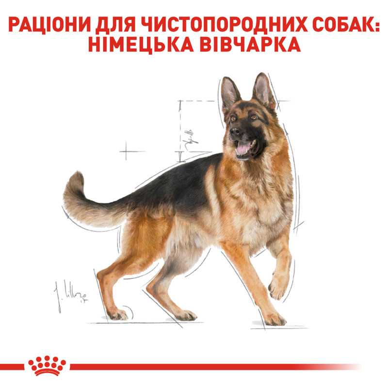 Сухий корм для собак ROYAL CANIN GERMAN SHEPHERD ADULT породи Німецька вівчарка, 11 кг
