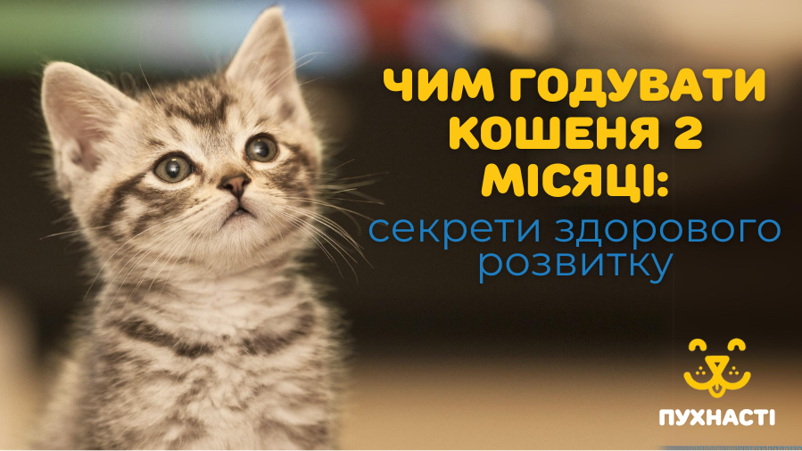 Чим годувати кошеня 2 місяці: секрети здорового розвитку