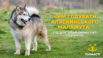 Чим годувати аляскинського маламута: гід для дбайливих пет перентів