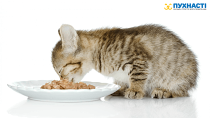 Чим годувати кошеня