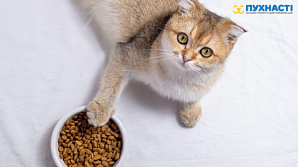 Рейтинг кормів для котів: найкращі корми для котів